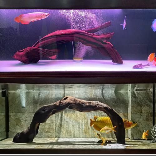 龍魚缸放沉木圖片欣賞