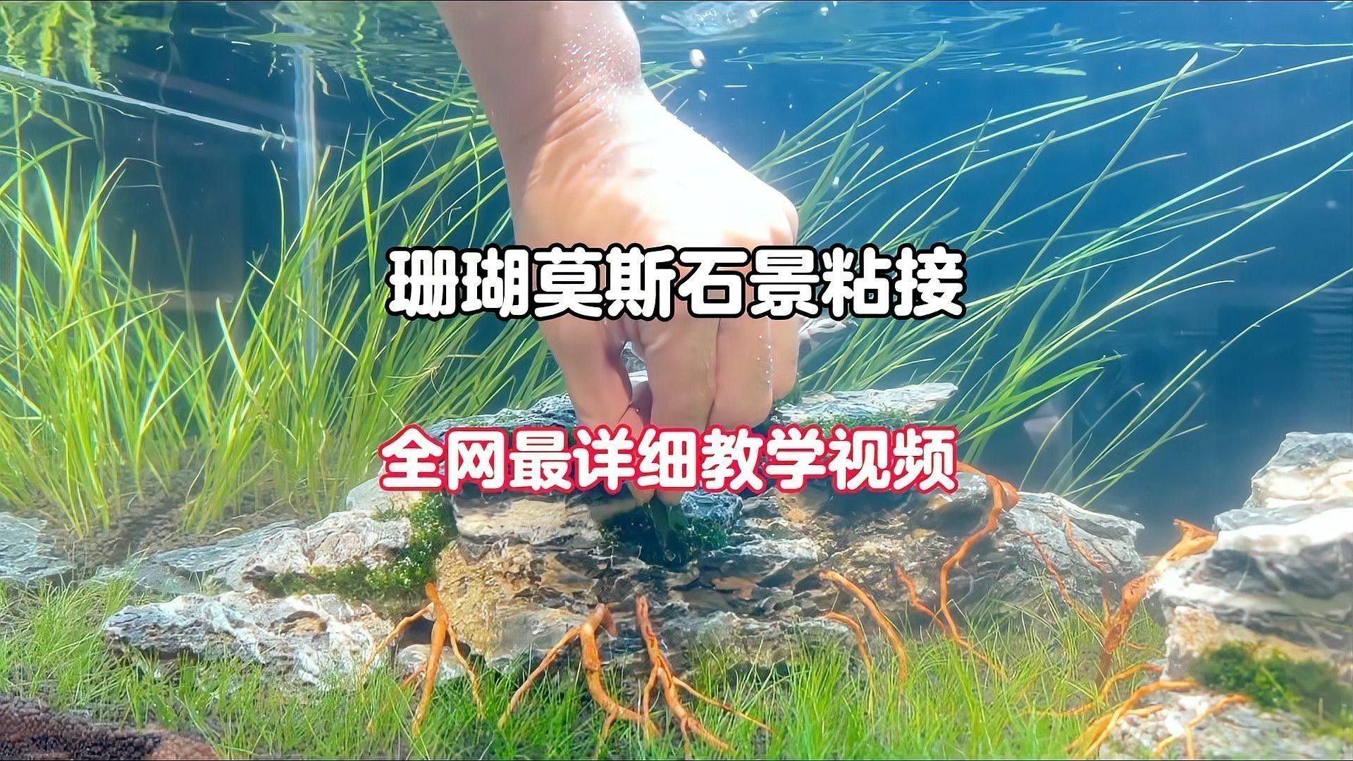 龍魚缸放沉木圖片欣賞