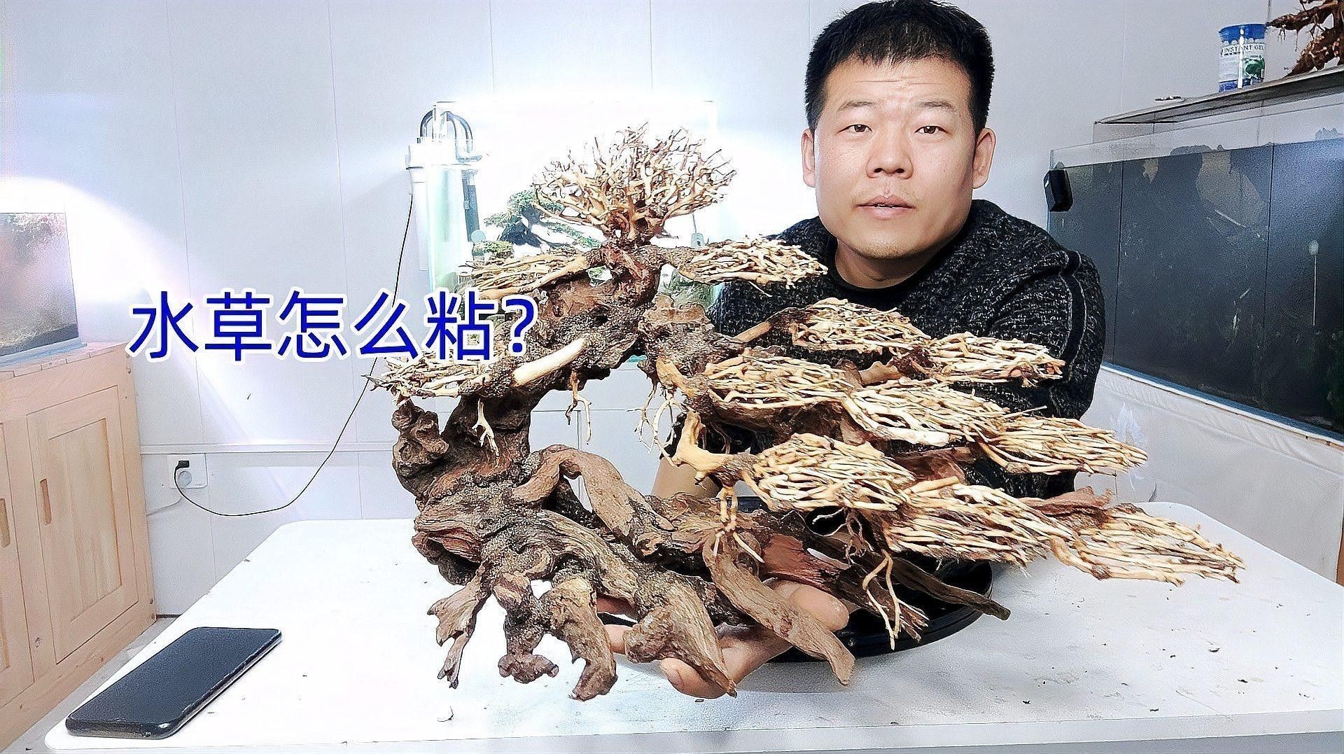 龍魚缸放沉木圖片欣賞