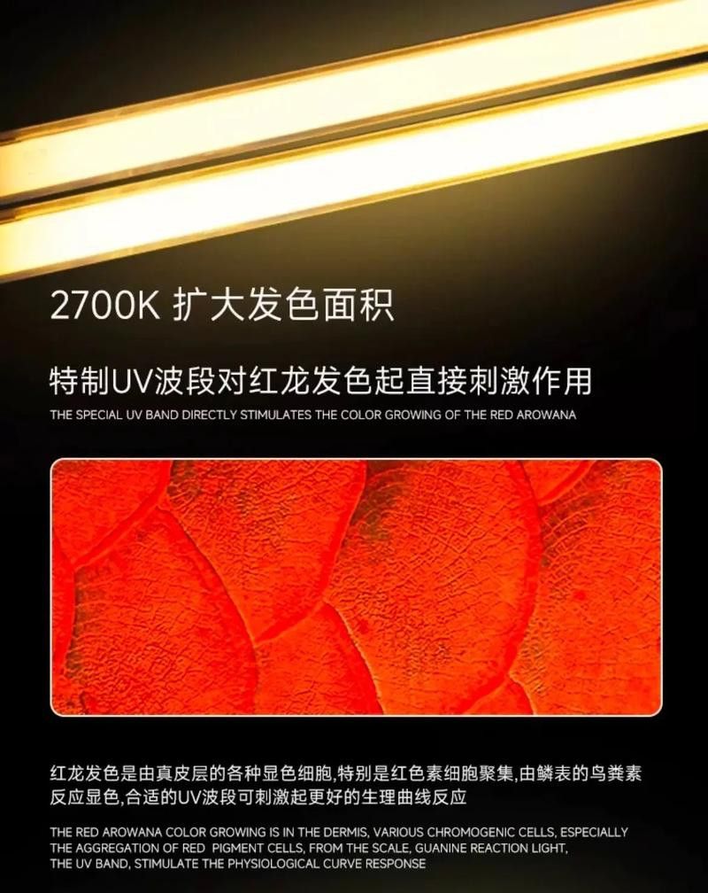 白玉紅龍魚詳細介紹圖片