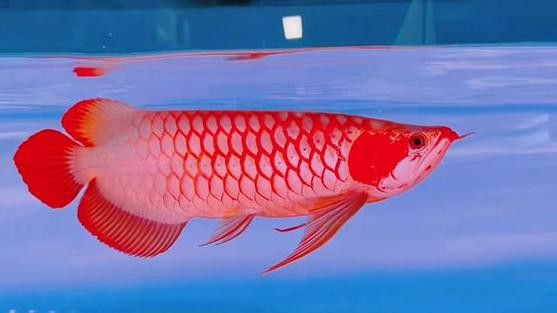 白玉紅龍魚詳細介紹圖片