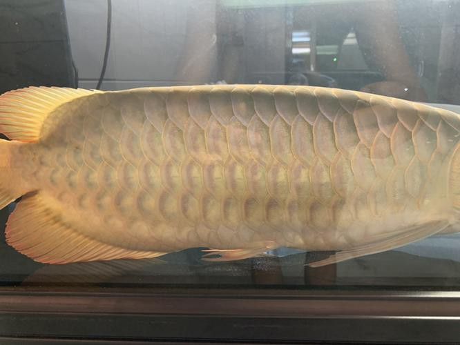 白玉紅龍魚詳細介紹圖片