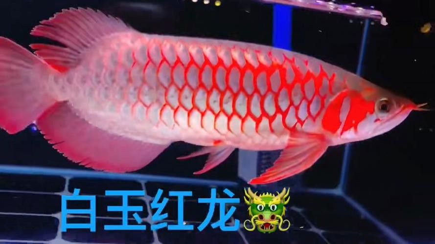 白玉紅龍魚詳細介紹圖片