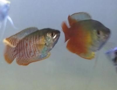黃藍曼龍魚可以混養嗎：黃藍曼龍魚可以混養但需要注意一些事項以確保成功