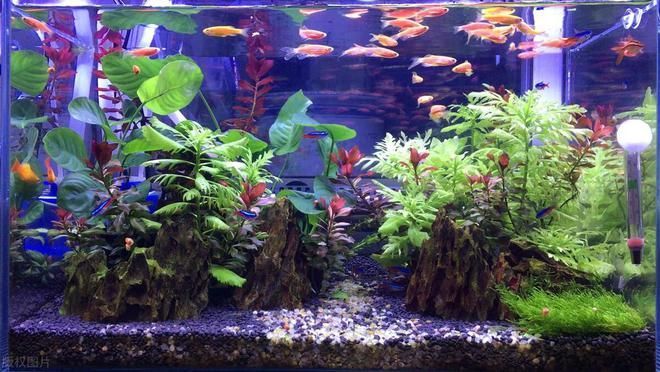 龍魚的外形特征描述英語：深海龍魚發光器官的作用龍魚發光器官的作用