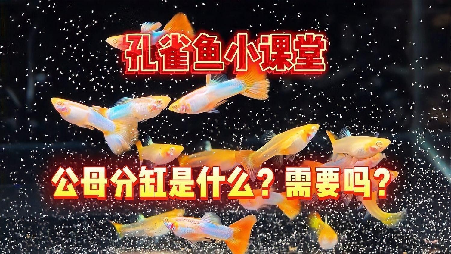 繁殖專用缸的雙缸配置有何作用？