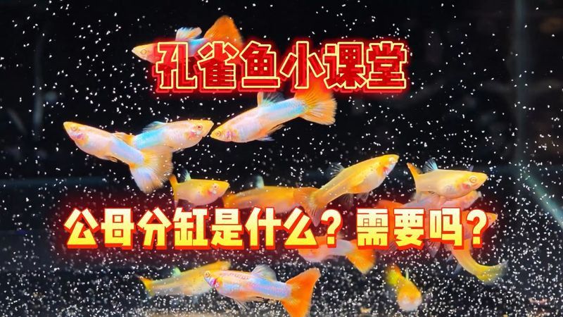 繁殖專用缸的雙缸配置有何作用？