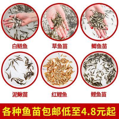 龍魚(yú)喂飼料好還是活食好呢：龍魚(yú)應(yīng)該喂食活食還是飼料