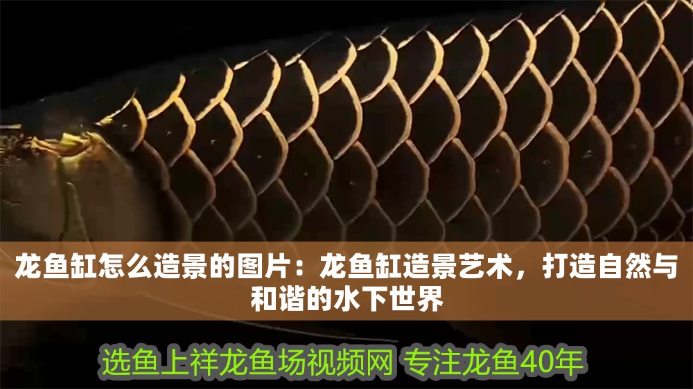 龍魚缸怎么造景的圖片：龍魚缸造景藝術，打造自然與和諧的水下世界