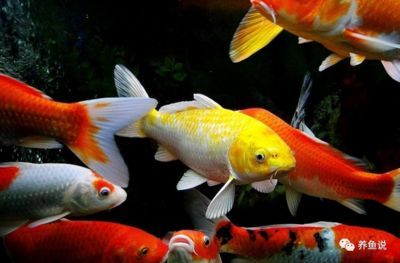龍魚缸怎么造景的圖片：龍魚缸造景藝術，打造自然與和諧的水下世界