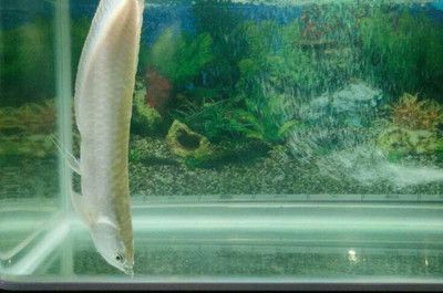 銀龍魚掉了一個眼睛怎么回事（為什么銀龍魚掉一個眼睛？）