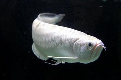 銀龍魚掉了一個眼睛怎么回事（為什么銀龍魚掉一個眼睛？）
