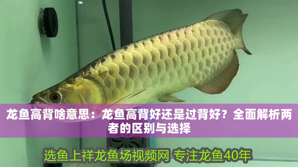 龍魚高背啥意思：龍魚高背好還是過背好？全面解析兩者的區(qū)別與選擇