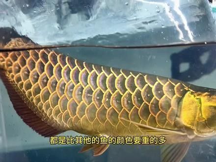 龍魚鉆石眼還有觀賞價值嗎