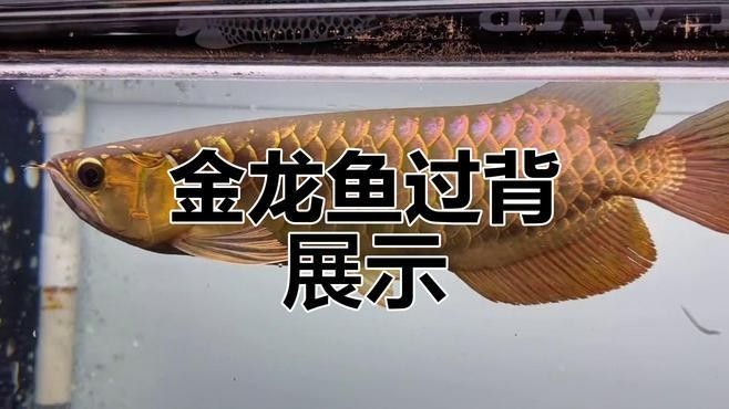 龍魚鉆石眼還有觀賞價值嗎