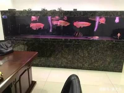 龍魚魚缸哪個品牌好一點兒：尚藝龍魚魚缸品牌排行榜單推薦龍魚魚缸品牌排行榜