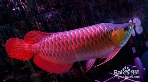 大龍魚多少時間開口：大龍魚的開口時間受到多種因素影響