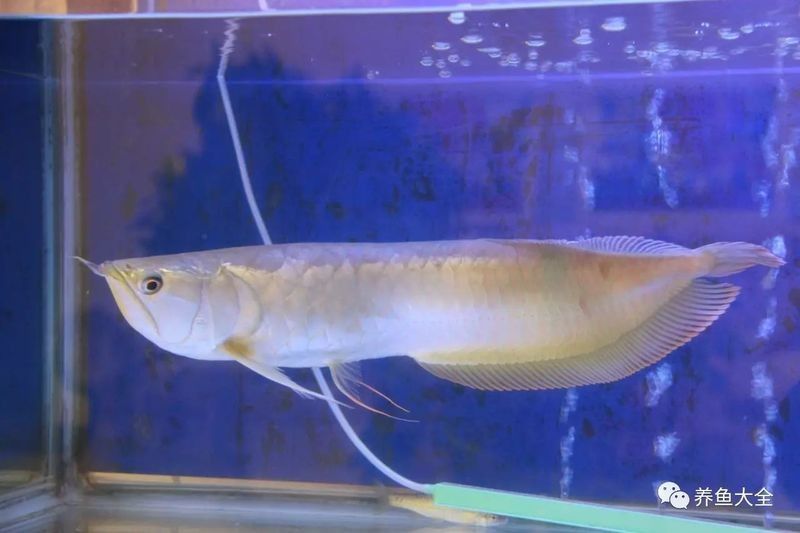銀龍魚水溫高了是不是不吃飼料了呀