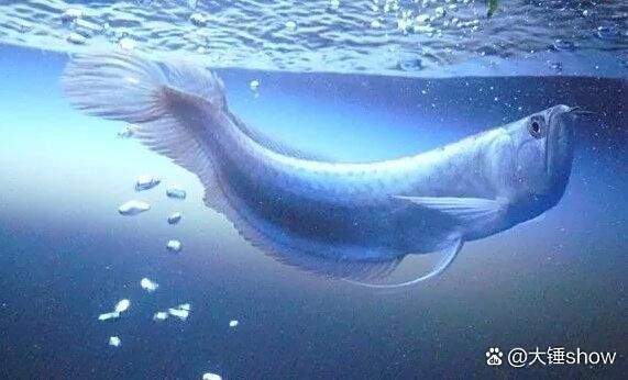 銀龍魚水溫高了是不是不吃飼料了呀