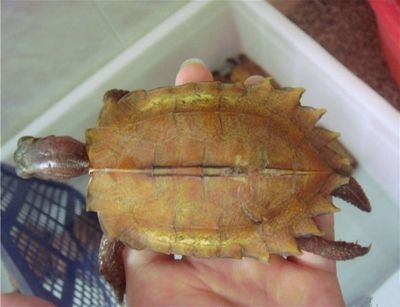 龍魚喂面包蟲怎么消毒，如何保持魚缸水質清潔，龍魚挑食怎么辦，面包蟲喂養頻率