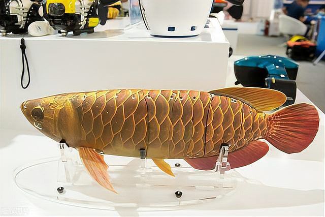 哪個品牌的龍缸性價比最高？