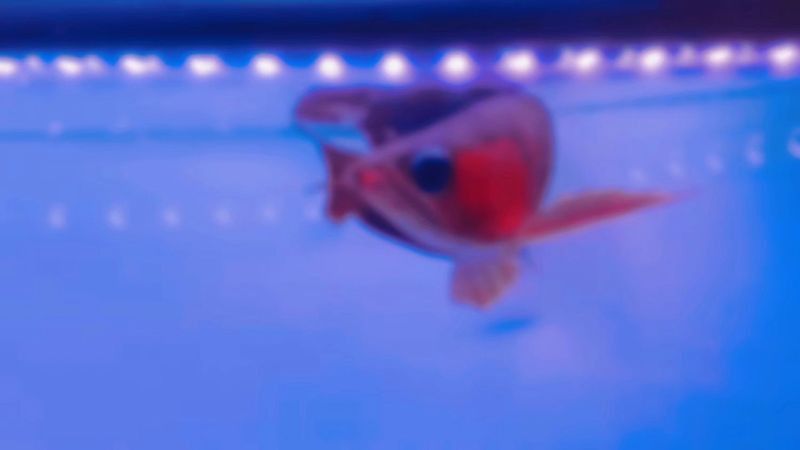 紫焰血紅龍的特點有哪些？