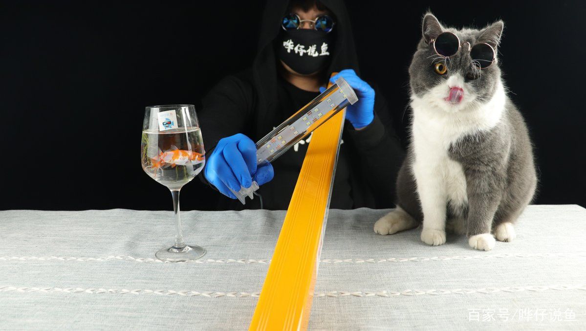 有哪些品牌的紅龍魚燈推薦？