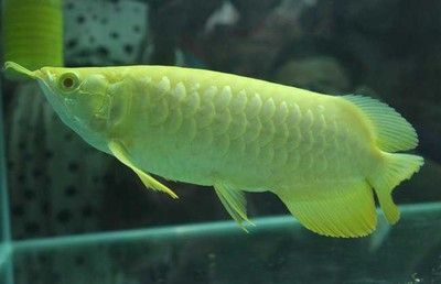 龍魚虎魚一樣大小不一樣怎么回事：龍魚和虎魚混養(yǎng)時尺寸考量