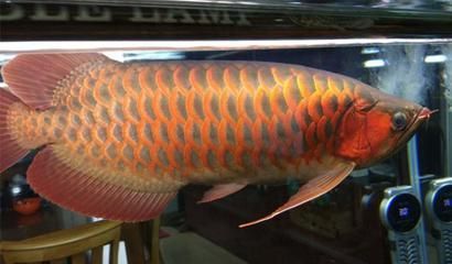 龍魚品質怎么看品相：龍魚品相的判斷方法