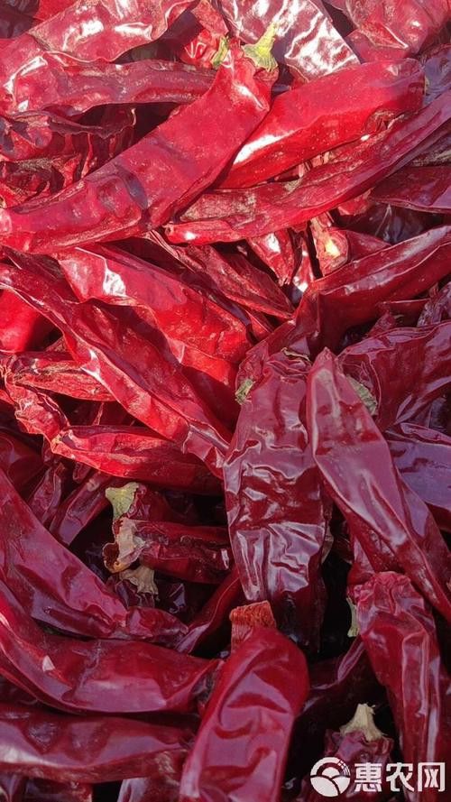 有哪些知名的深海紅龍魚品種？