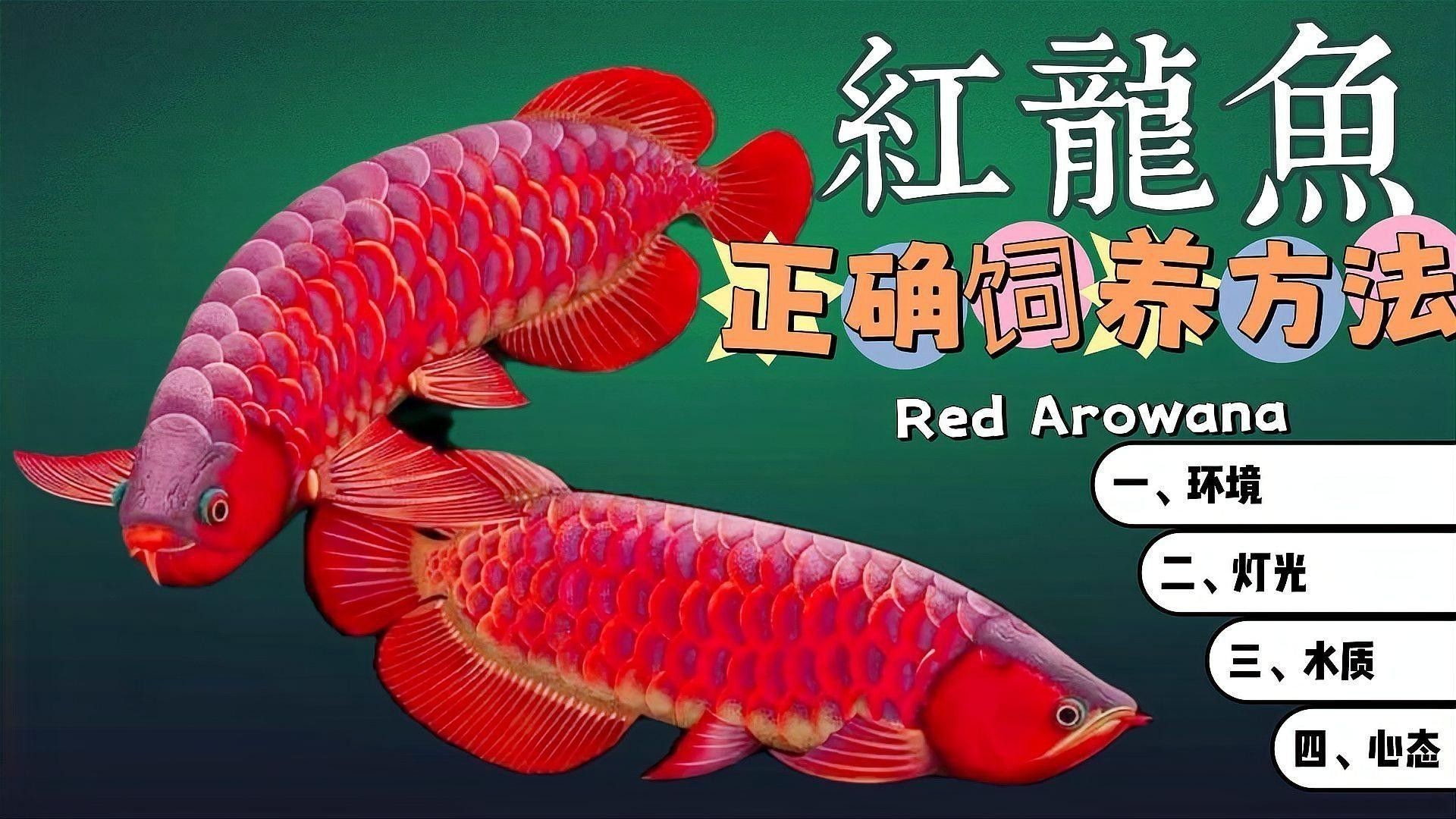有哪些知名的深海紅龍魚品種？