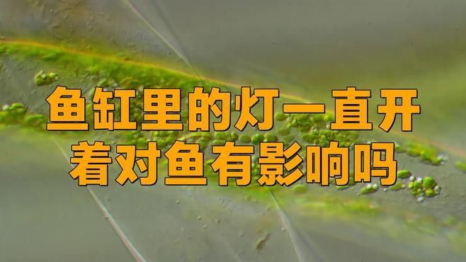 龍魚燈光對水質有影響嗎？