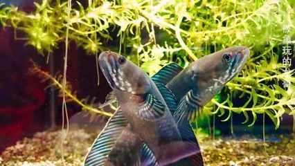 奶茶雷龍魚配對需要注意什么問題和技巧：奶茶雷龍魚配對時需要注意判斷發情、隔離陌生魚、保持穩定的環境