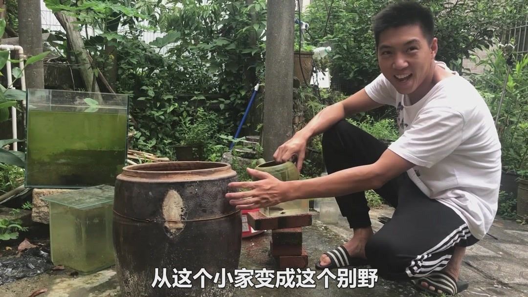 奶茶雷龍魚配對需要注意什么問題和技巧：奶茶雷龍魚配對時需要注意判斷發情、隔離陌生魚、保持穩定的環境