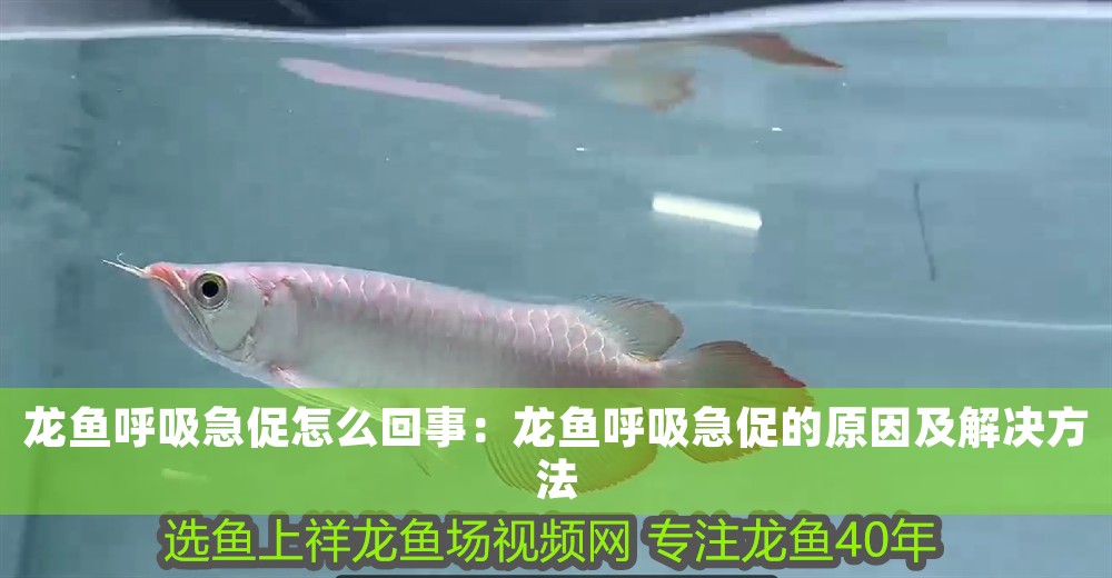龍魚呼吸急促怎么回事：龍魚呼吸急促的原因及解決方法