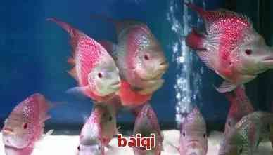 龍鳳熒光特大綠翡翠母魚