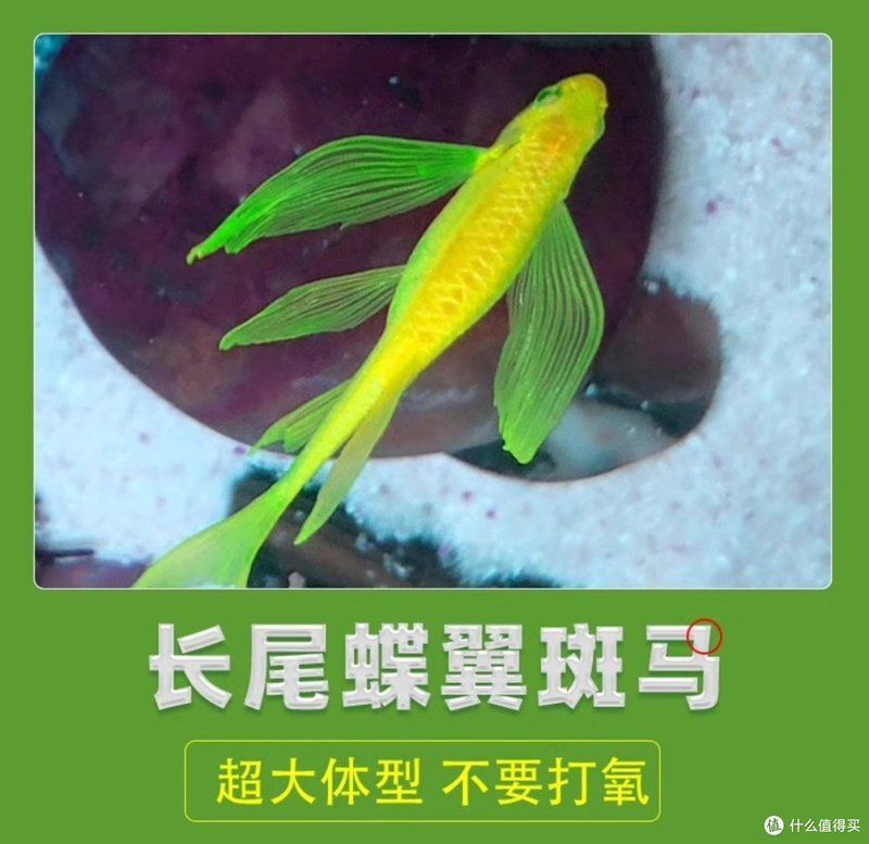 龍鳳熒光特大綠翡翠母魚
