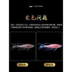 龍鳳熒光特大綠翡翠母魚