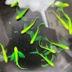 龍鳳熒光特大綠翡翠母魚