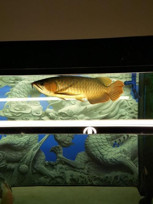 龍魚缸燈光擺放位置圖解