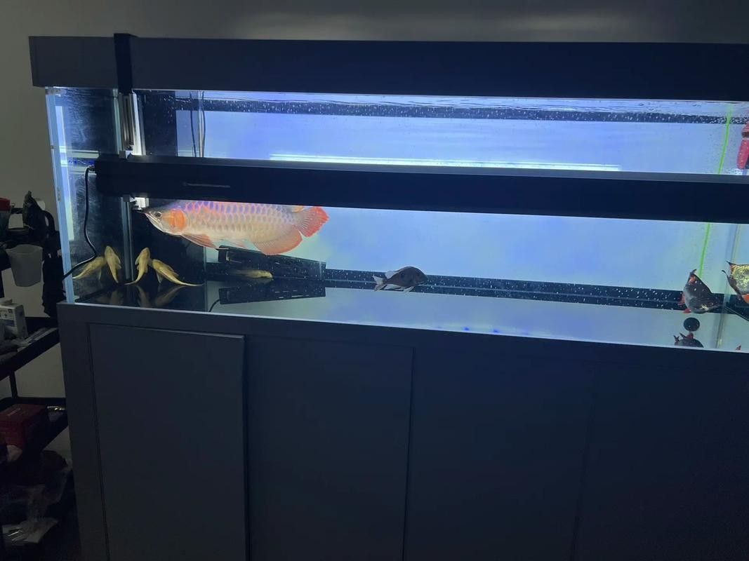 龍魚缸燈光擺放位置圖解