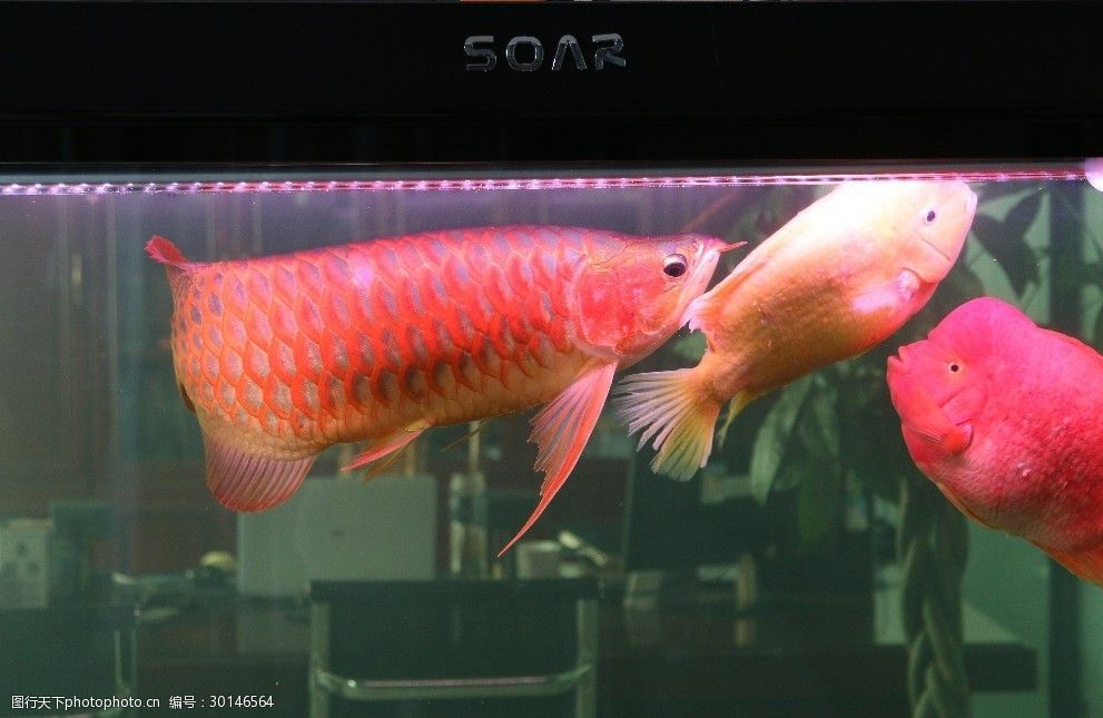 龍魚和鸚鵡魚可以混養，但需要注意控制鸚鵡魚的數量和水質管理：龍魚可以與鸚鵡魚混養嗎