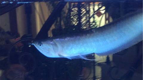 龍魚受驚嚇的常見原因，飼養龍魚需要細心和耐心和耐心：龍魚受到驚嚇怎么辦