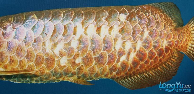 龍魚有病怎么治療圖片大全：龍魚常見疾病的診斷與治療