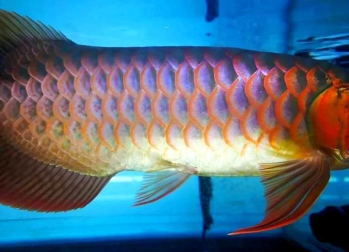 龍魚鱗片疾病圖片