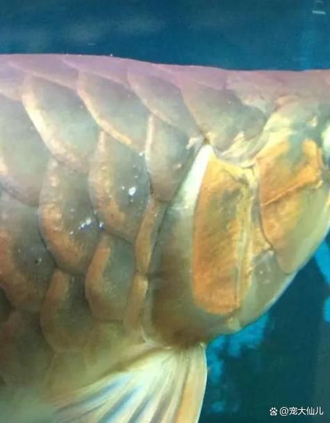 龍魚鱗片疾病圖片