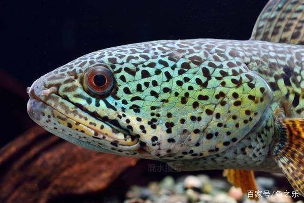 巴卡雷龍魚親本最佳飼養環境：巴卡雷龍魚的飼養方法