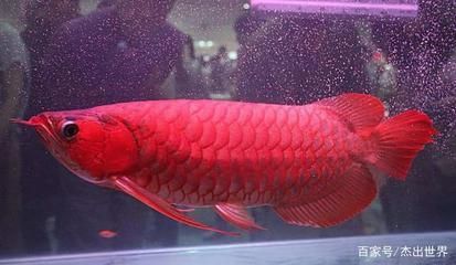 500萬紅龍魚圖片（世界上最貴的魚是什么？）