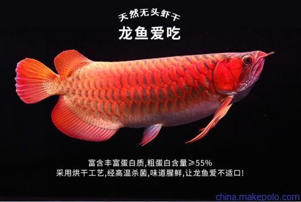 金龍魚喂多少算是飽了（金龍魚的喂食量應該如何確定？）