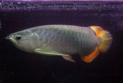 龍魚發色期：龍魚發色期水質管理技巧龍魚發色期水質管理技巧